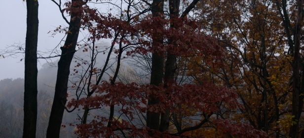 Oak trees in autumn
