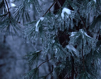 Pine needles coated with ice