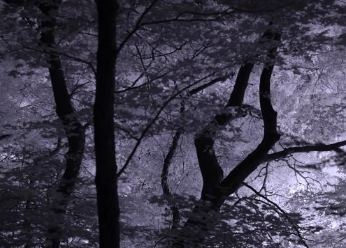 Infrared photo of trees at night