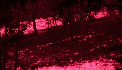 Ultraviolet photo of trees and snow