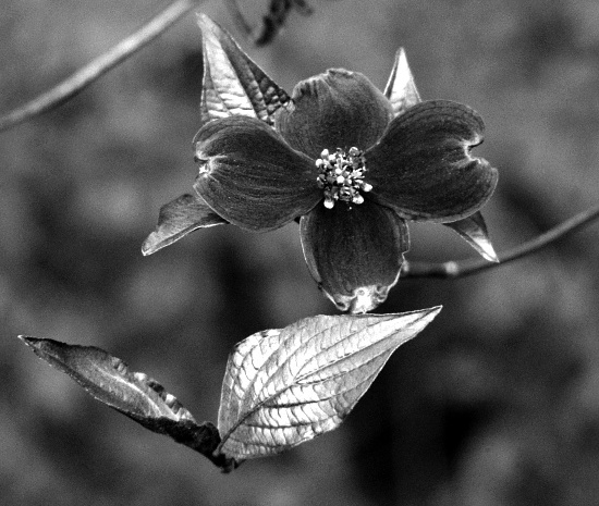 UV photo of dogwood flower
