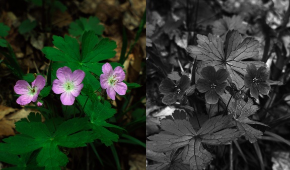 UV photo of wild flower using fused silica lens
