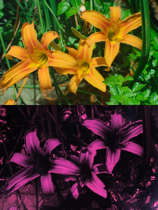 UV photo of tiger lily using fused silica lens