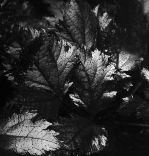 UV photo of leaves