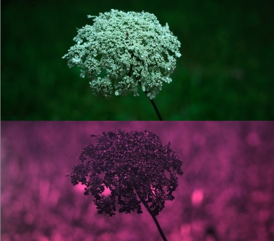 Visible and UV photo of white flower