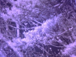 Infrared photograph from modified webcam